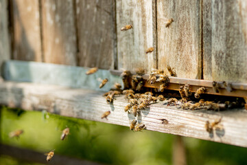 A close-up view of the working bees bringing flower pollen to the hive on its paws. Honey is a beekeeping product. Bee honey is collected in beautiful yellow honeycombs.