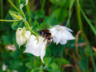 Bumblebee pollinates a beautiful white garden flower.