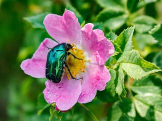 A large rose chafer beetle with a bright green carapace sits on a flower of wild rose (rosehip).