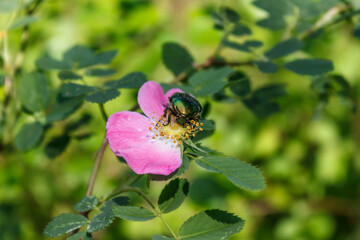 Front view of a rose chafer (beetle) with a bright green carapace, who sits on a rosehip flower.