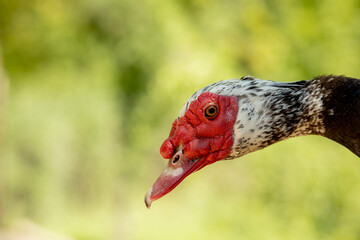 Portrait of a duckling. Duck head close up. Macro shot. Black bird. Black domestic ducks