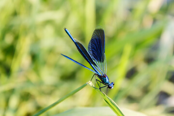 Bright blue river dragonfly spread webbed wings on reed leaf.