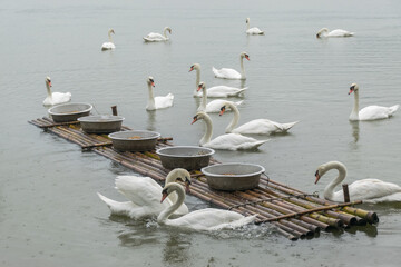 Swans are eating food on the lake at Singha park, Chiang Rai, Thailand. - 355905083