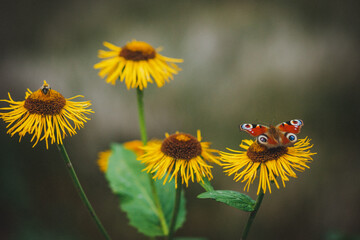 A butterfly sitting on a yellow flower. Isolated objects on green background.