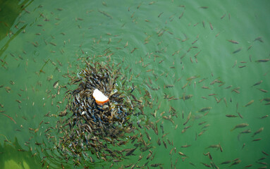 Someone have thrown a few pieces of bread in the clear water of Aegean sea. Dozens of fish gathered...