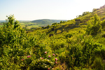 Scenic view of a German vineyard landscape with blooming peonies (lat. Paeonia) in the front and green vineyards in the golden evening sun.