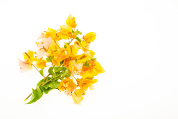 Yellow bougainvillea