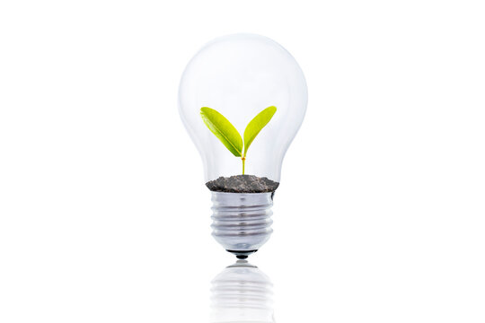 A tree glowing in a light bulb on white isolated background