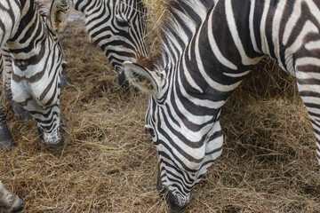 Close up of zebras eating grass in a zoo of Thailand