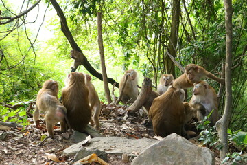 Monkey family in the wild