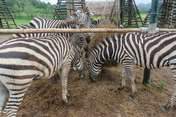 Fototapeta na wymiar Group of zebra eating grass in a zoo of Thailand