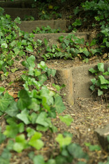Obraz premium ivy overgrown stairs in the forest garden
