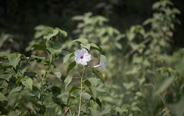 Fototapeta premium Pink Morning Glory Flower or Bush Morning Glory Flower with Selective Focus