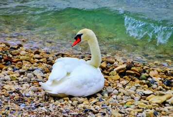 Cygne sur la plage en train de faire son repos.