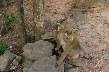 Monkey family in the wild