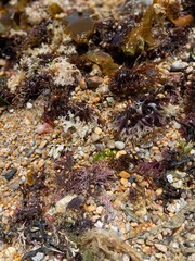 View of the bright and colorful rocks, shells, and seaweed in a shallow area of a rocky beach in Weekapaug, Rhode Island 