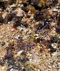 View of the bright and colorful rocks, shells, and seaweed in a shallow area of a rocky beach in Weekapaug, Rhode Island 