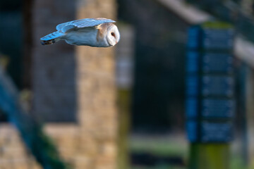Barn owl (Tyto alba) hunting at sunset in England