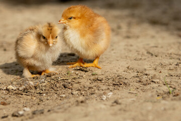 portrait of Easter little fluffy yellow chicken walking in the yard of the village on a Sunny spring day
