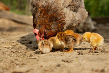 Closeup of a mother chicken with its baby chicks on the farm. Hen with baby chickens