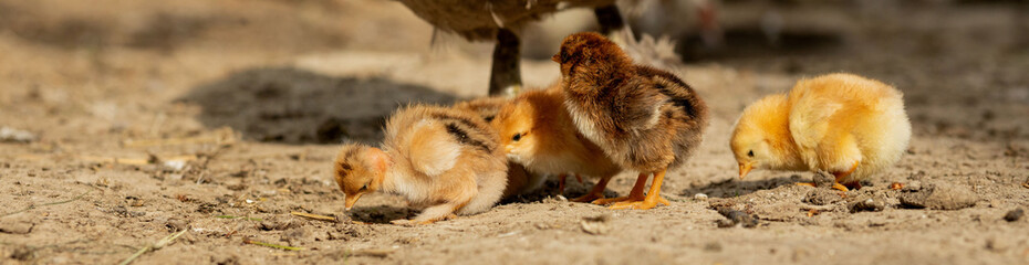 Closeup of a mother chicken with its baby chicks on the farm. Hen with baby chickens