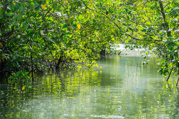 Mangrove forest for use background in Thailand. - 355906677