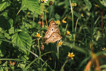 butterfly on a flower