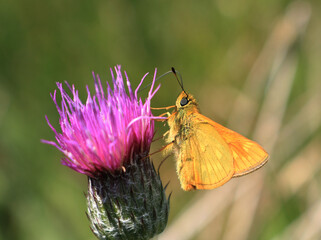 A close up view of a male Large Skipper Butterfly. Scientific name Ochlodes sylvanus. Its wings are...