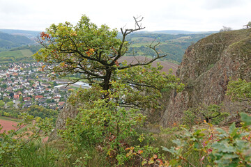 Baum am Rotenfels