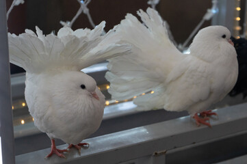 Two love birds, white dove