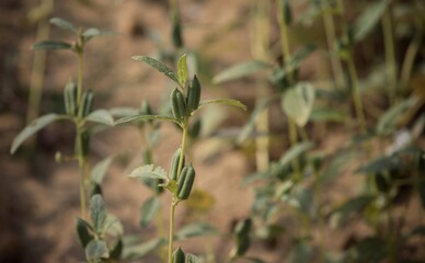 White Sesame Pods with Selective Focus in Its Plant, Cultivated in an Agricultural Field in Indian Countryside