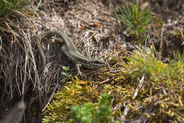 una lucertola nel sottobosco si sente osservata e gira la testa verso l'obiettivo
