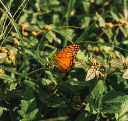 Borboleta na flor
