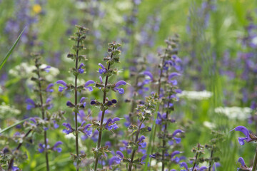 Obraz premium un bel gruppo di colorati fiori di montagna