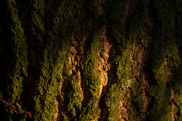 Texture of tree bark.