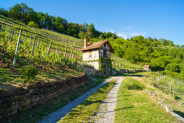 Small old half-timbered house (winegrower's hut) surrounded by a vineyard and forest in the background near Tübingen, Germany