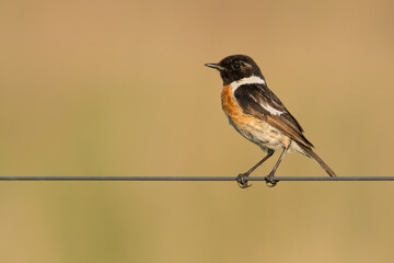 European stonechat (Saxicola rubicola), with beautiful yellow coloured background. Colorful song bird with orange and black feather sitting on the wire. Wildlife scene from nature, Czech Republic