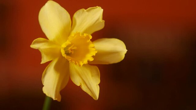 Yellow narcissus flower holding. Blurry background. Celebrating anniversary 