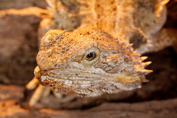 close up of a bearded dragon