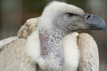 close up of a vulture