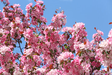 Pink flowers of blossoming apple-tree (grade 
