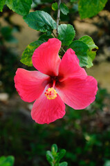 Hibiscus rosa-sinensis is a genus of flowering plants in the mallow family, Malvaceae. It was a Malaysian national flower. 