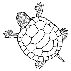 Vector illustration for coloring book. Realistic design. Pond slider. Turtle. Marine inhabitants. Children's illustration.