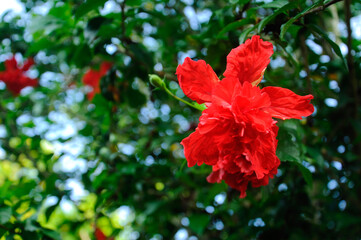 Hibiscus rosa-sinensis is a genus of flowering plants in the mallow family, Malvaceae. It was a Malaysian national flower. 