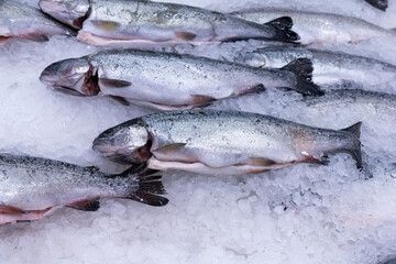 fish salmon trout on ice, sale of frozen fish in a grocery hypermarket