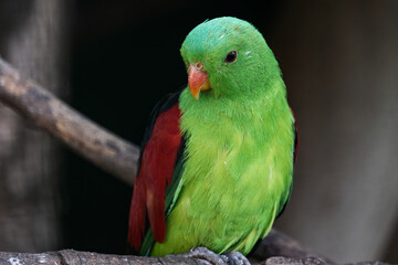 The red winged parrot (Aprosmictus erythropterus) sitting on branch.  