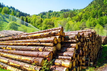 Tree trunks are irrigated in a wet storage area for artificial preservation in the Black Forest of...