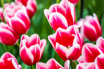 Fresh tulips in the garden. Tulip flower is the symbol of the Netherlands