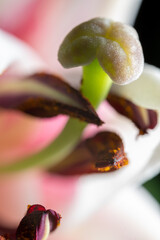 lily petal and pistil on black background