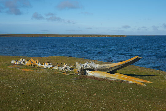 Old whale bones lying on the coast of Bleaker Island in the Falkland Islands.